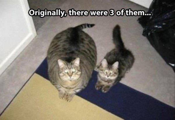 There Was 3 Cats funny picture