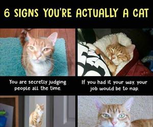 6 signs you are a cat