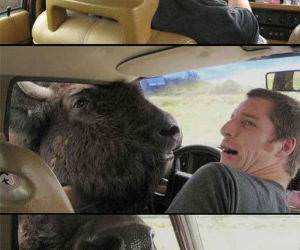 Bison Wants to Taste You funny picture