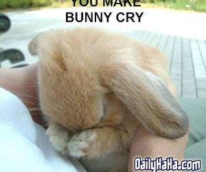 Bunny Cry