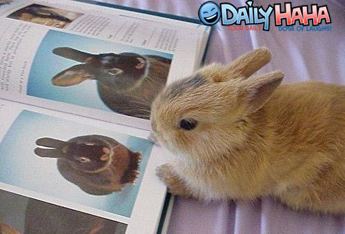 Bunny reading a book
