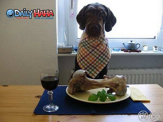 Doggy Dining Picture