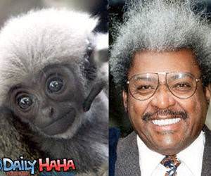 Don King Vs Monkey