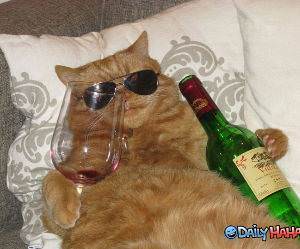 Cool Cat funny picture