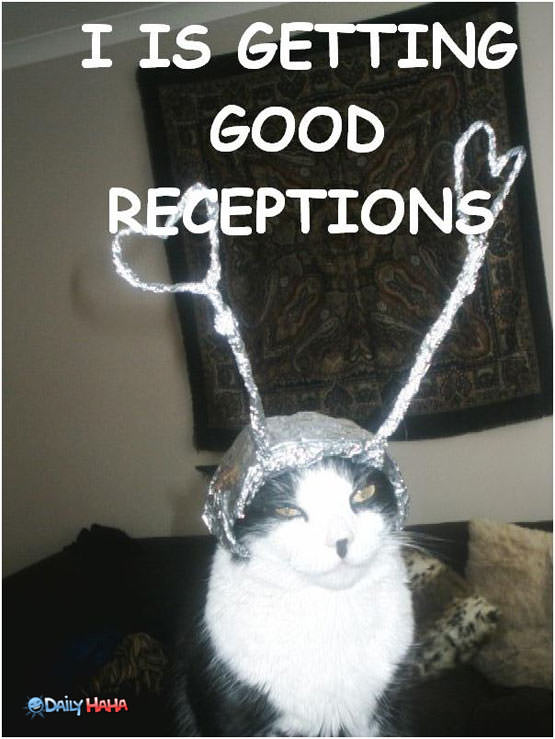 Good Reception Cat