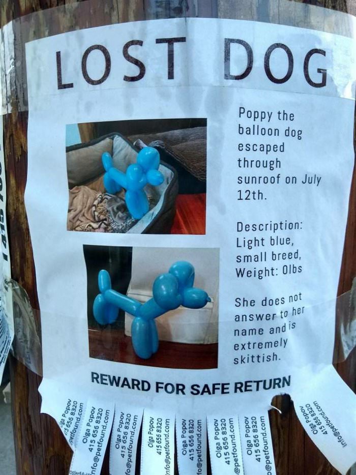 Help me find my dog