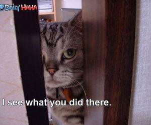 I see what you did there cat