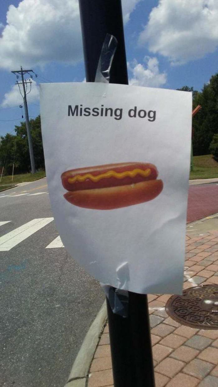 Missing a dog