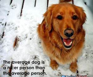 Nice Dog funny picture