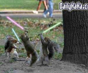 Squirrels Fighting