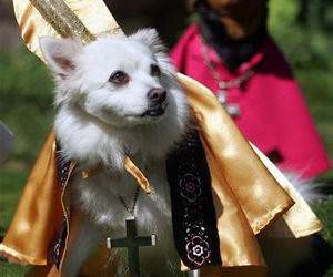 The Popes Dog