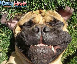 Smiling Dog Face Picture