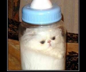 Spolied Formula funny picture