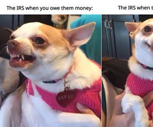 The IRS