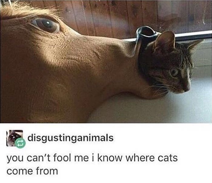 a cat is born