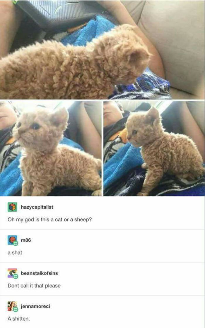 a cat or a sheep