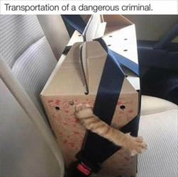 a dangerous criminal
