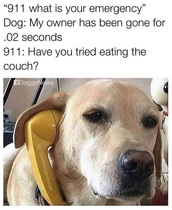 a dog emergency