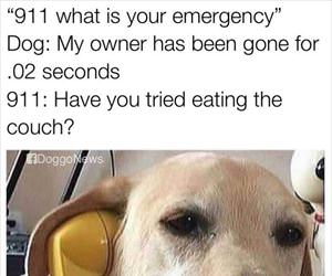 a dog emergency