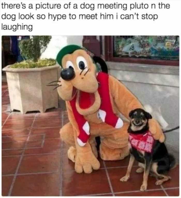 a dog meeting pluto