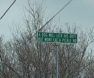 a dog will lick his butt