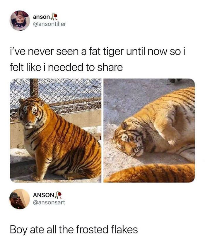 a fat tiger