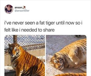 a fat tiger