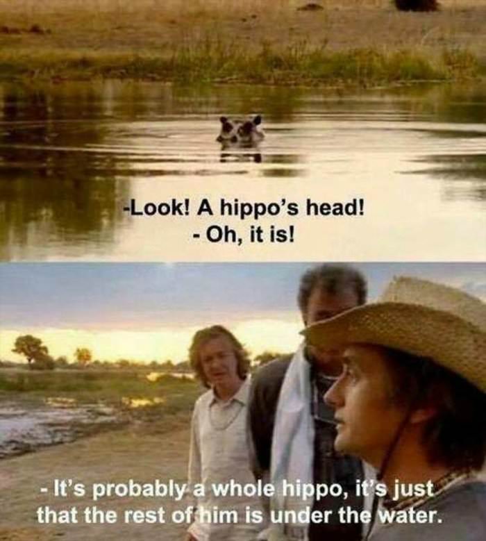 a hippo head