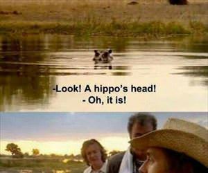 a hippo head