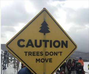 a little fact about trees