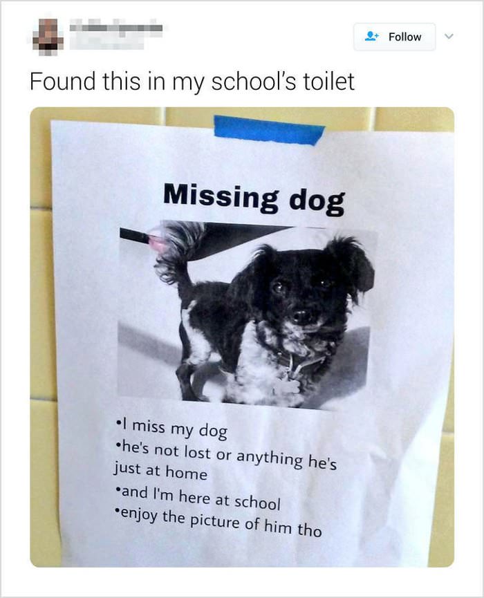 a missing dog