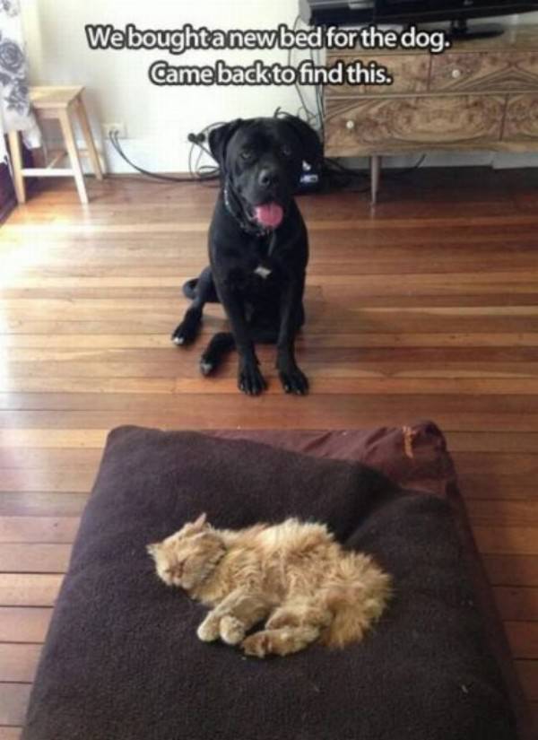 New Dog Bed funny picture