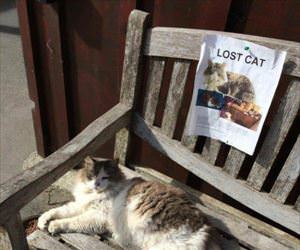 a not so lost cat