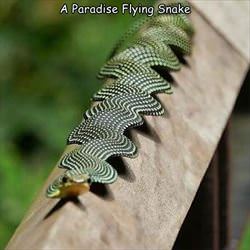 a paradise flying snake