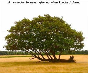a reminder not to ever give up