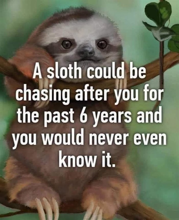 a sloth