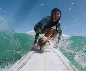 a surfing cat