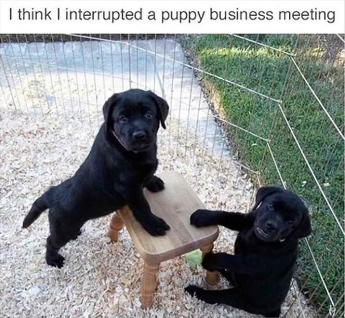 a very important business meeting
