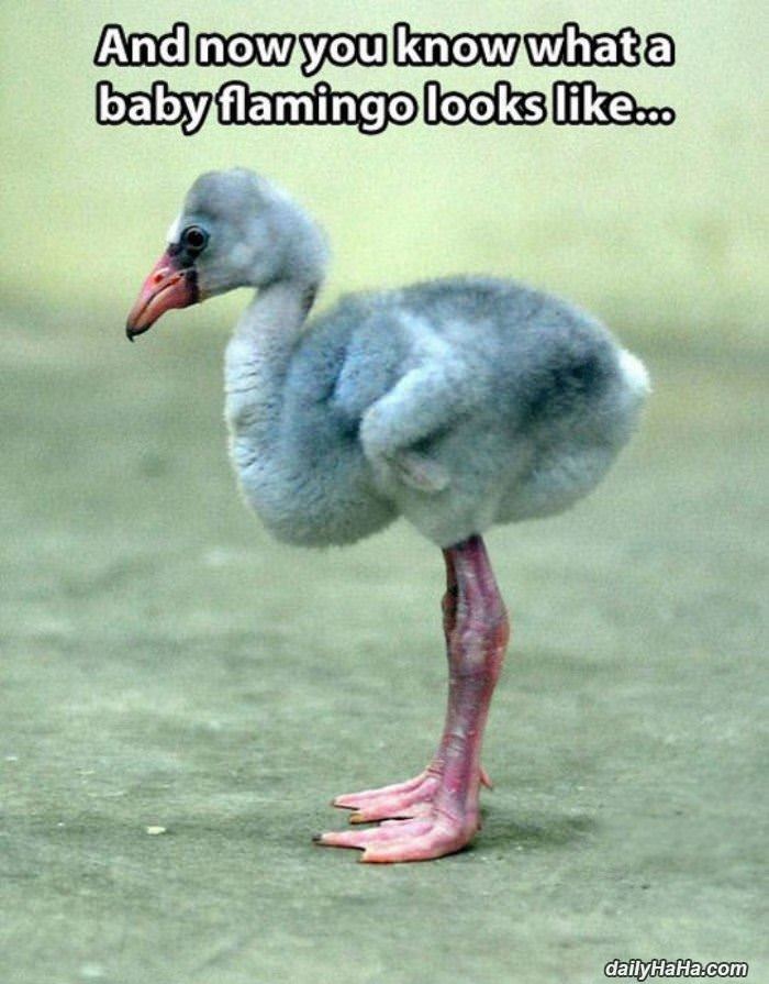 a baby flamingo funny picture