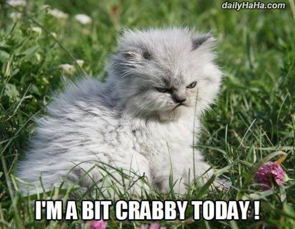 a bit crabby funny picture