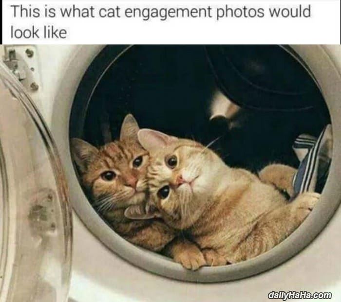 a cat engagement photo funny picture