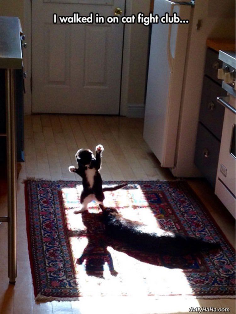 a cat fight club funny picture