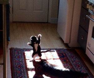 a cat fight club funny picture