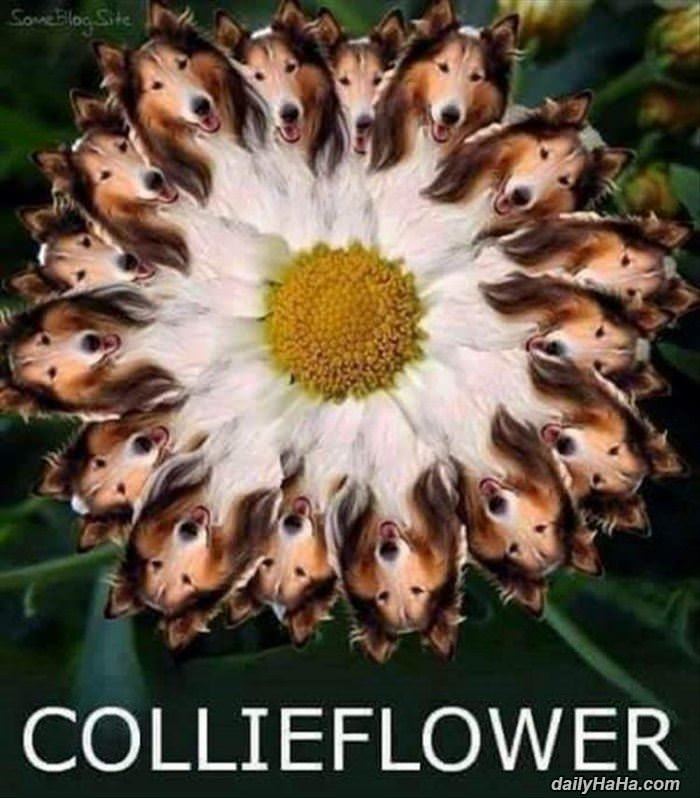 a collieflower funny picture