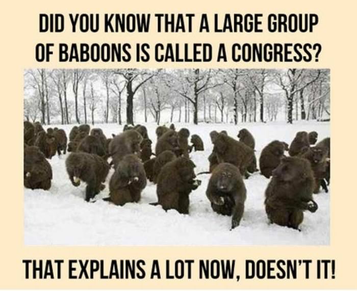 a congress funny picture