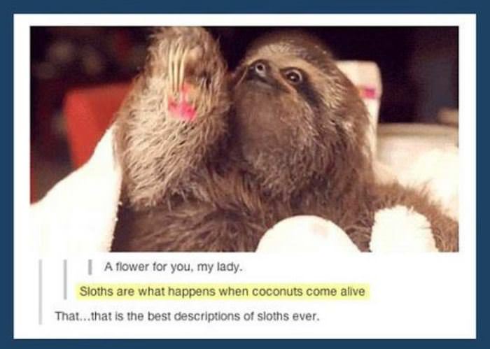 a description of sloths funny picture