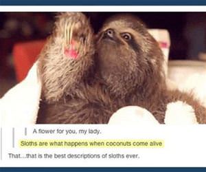 a description of sloths funny picture