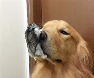 a dog 8 birds and a hamster funny picture