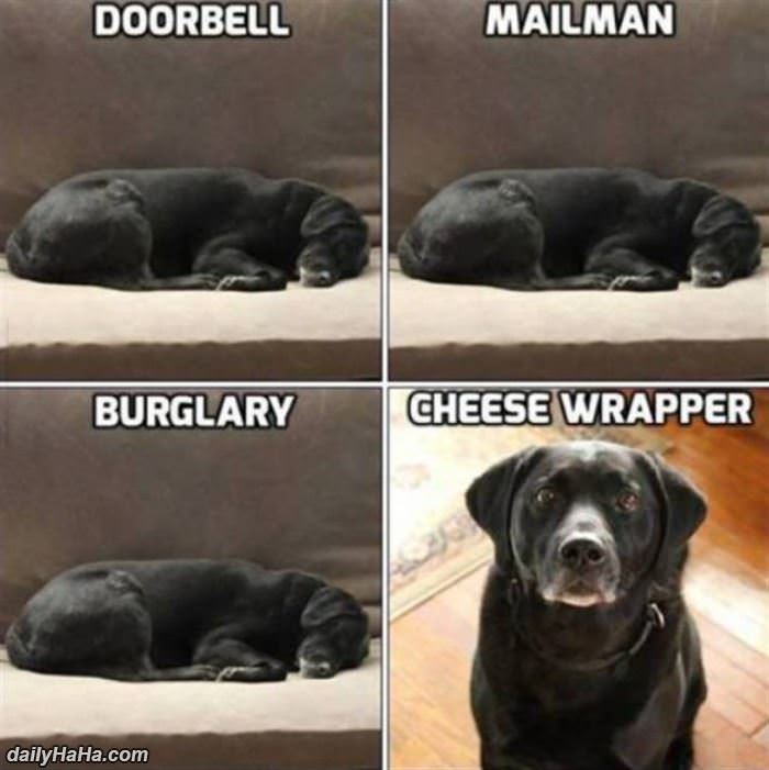 a dogs priorities funny picture