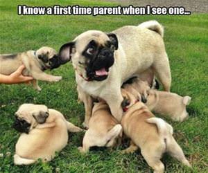 a first time parent funny picture